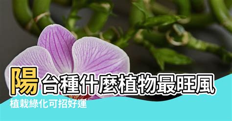 風水植物 陽台|陽台種什麼植物最旺風水？答案都在這裡！